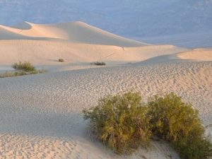 Desert Tumbleweed Blog Traffic